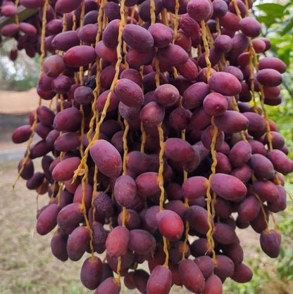 Sayer Sa'ir Date Palm (Phoenix dactylifera) – 35+ Premium Sweet Date Seeds