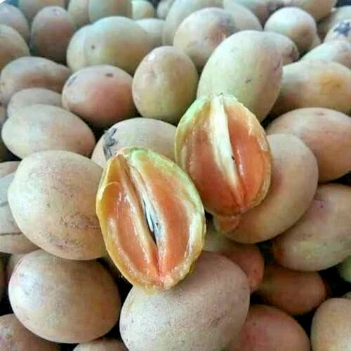 Premium Sapodilla Honey Seeds (Manilkara zapota var. Honey) – Sweet Chico Zapote Exotic Fruit Seeds for Planting (500+ Pcs)