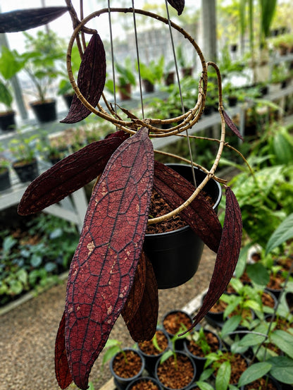 Rare Hoya Clemensiorum Red Live Plant - Exotic Tropical Wax Plant