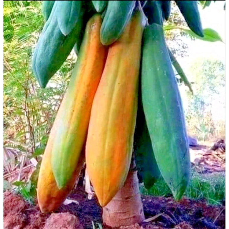 Kingsland Papaya Seeds (Carica papaya / 150+ Premium High-Yield Commercial Tropical Fruit Seeds) – Premium Exotic Botanical Specimen Plant Seeds for Planting