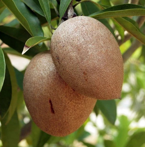 Premium Sapodilla Seeds var. Alano (Manilkara zapota 'Alano') – Dwarf Sweet Chico Zapote Fruit Seeds for Planting (35 Pcs)