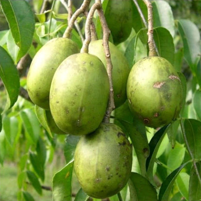 Jumbo Ambarella (Kedondong Jumbo) Seedling – Fast-Growing Tropical Fruit Tree