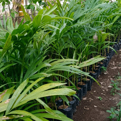 Christmas Palm (Veitchia merrillii) - Elegant Tropical Specimen
