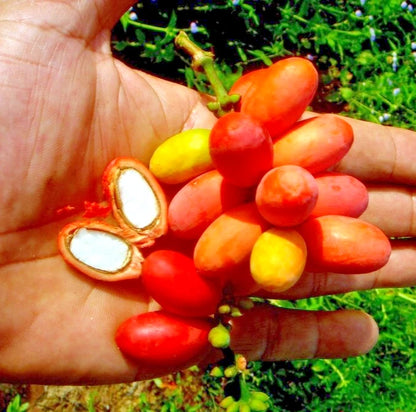 50+ Cracked Gnetum Melinjo Seeds (Gnetum gnemon var. 'Kerikil') – Premium Belinjo & Exotic Tropical Edible Tree Seeds for Planting