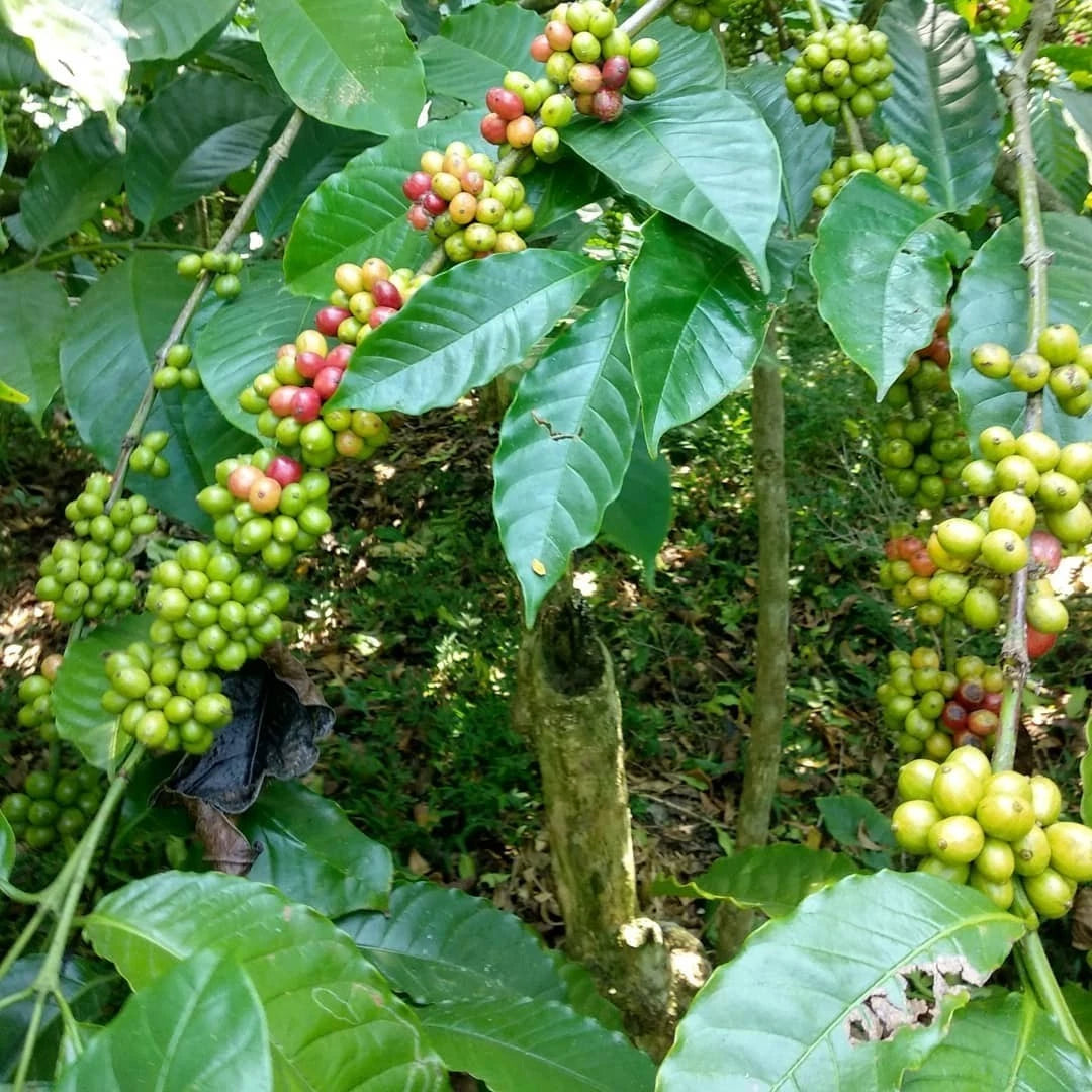 Sarchimor T-5296 Coffee Seeds (120+ Bulk Seeds, Coffea arabica hybrid T-5296) – Premium Disease-Resistant Specialty Coffee Plant Seeds for Planting