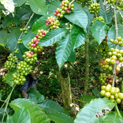 Sarchimor T-5296 Coffee Seeds (120+ Bulk Seeds, Coffea arabica hybrid T-5296) – Premium Disease-Resistant Specialty Coffee Plant Seeds for Planting