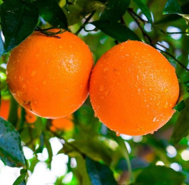 Fresh Navel Orange Seeds (Citrus sinensis var. Navel) – Premium Sweet Seedless Orange Fruit Tree Seeds for Planting (100+ Pcs)