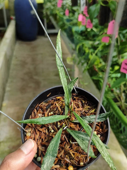 Hoya Mirabilis Silver Rare Wax Plant | Tropical Indoor Outdoor Hoya | Exotic Collector Houseplant