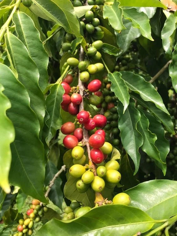 Arusha Coffee Seeds (Coffea arabica var. Arusha) – Rare East African Heirloom Specialty Coffee Beans for Planting and Cultivation