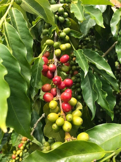 Arusha Coffee Seeds (Coffea arabica var. Arusha) – Rare East African Heirloom Specialty Coffee Beans for Planting and Cultivation