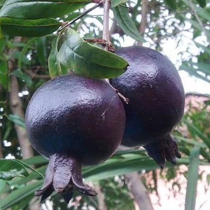 1,000+ Black Wulung Pomegranate Seeds (Punica granatum var. 'Black Wulung') – Premium Deep Dark Purple & Exotic Rare Fruit Tree Seeds for Planting