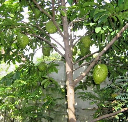 Organic Soursop Seeds var. Queen Soursop (Annona muricata) – Premium Giant Guanabana Fruit Seeds for Planting (100+ Pcs)