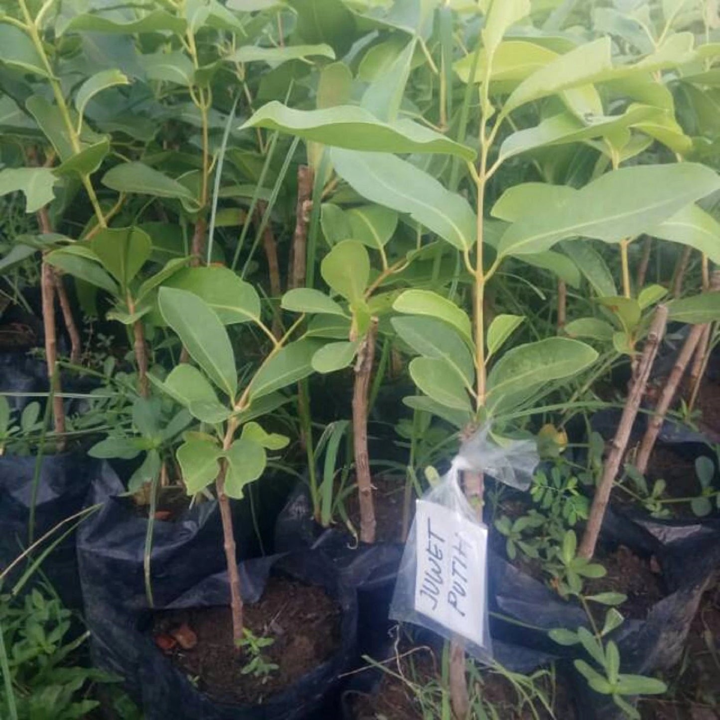 Grafted White Juwet Fruit Tree - Rare Sweet Jamun Tropical Fruit Plant