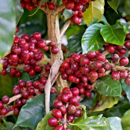 2000+ Premium Coffee Seeds (Coffea arabica var. Red Catuai) – Certified Heirloom Red Catuai Coffee Bean Crop Seeds for Planting