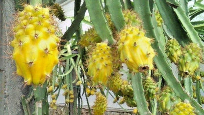 Yellow Dragon Fruit Seeds (Selenicereus megalanthus) – 5.000+ Premium Golden Pitaya Seeds