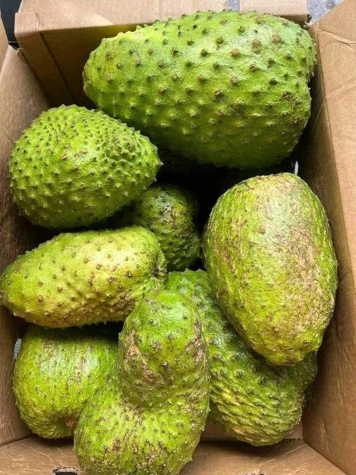 Mandalika Soursop Seeds (Annona muricata) – 1.000+ Premium Heirloom High-Yield Mandalika Guanabana Seeds for Planting