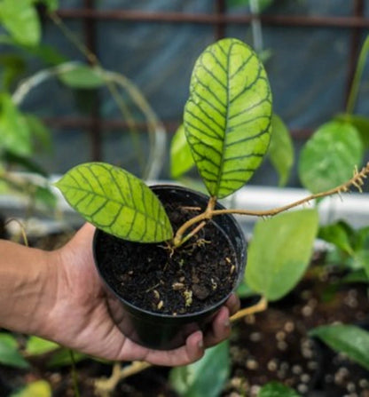 Hoya ranauensis - Rare & Exotic Tropical Wax Plant
