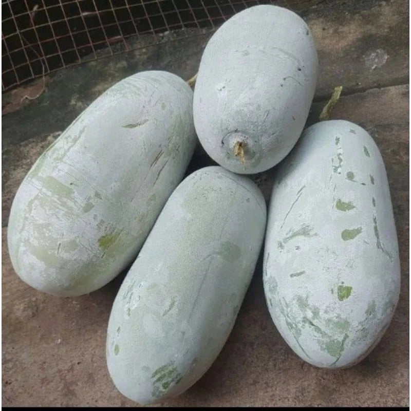 Fresh Winter Melon Seeds (Benincasa hispida) – 100++ Premium White Gourd / Wax Melon Seeds for Planting