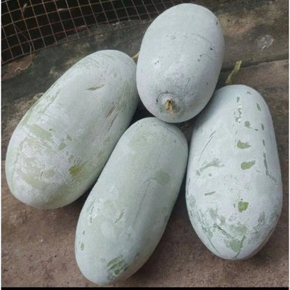 Fresh Winter Melon Seeds (Benincasa hispida) – 100++ Premium White Gourd / Wax Melon Seeds for Planting