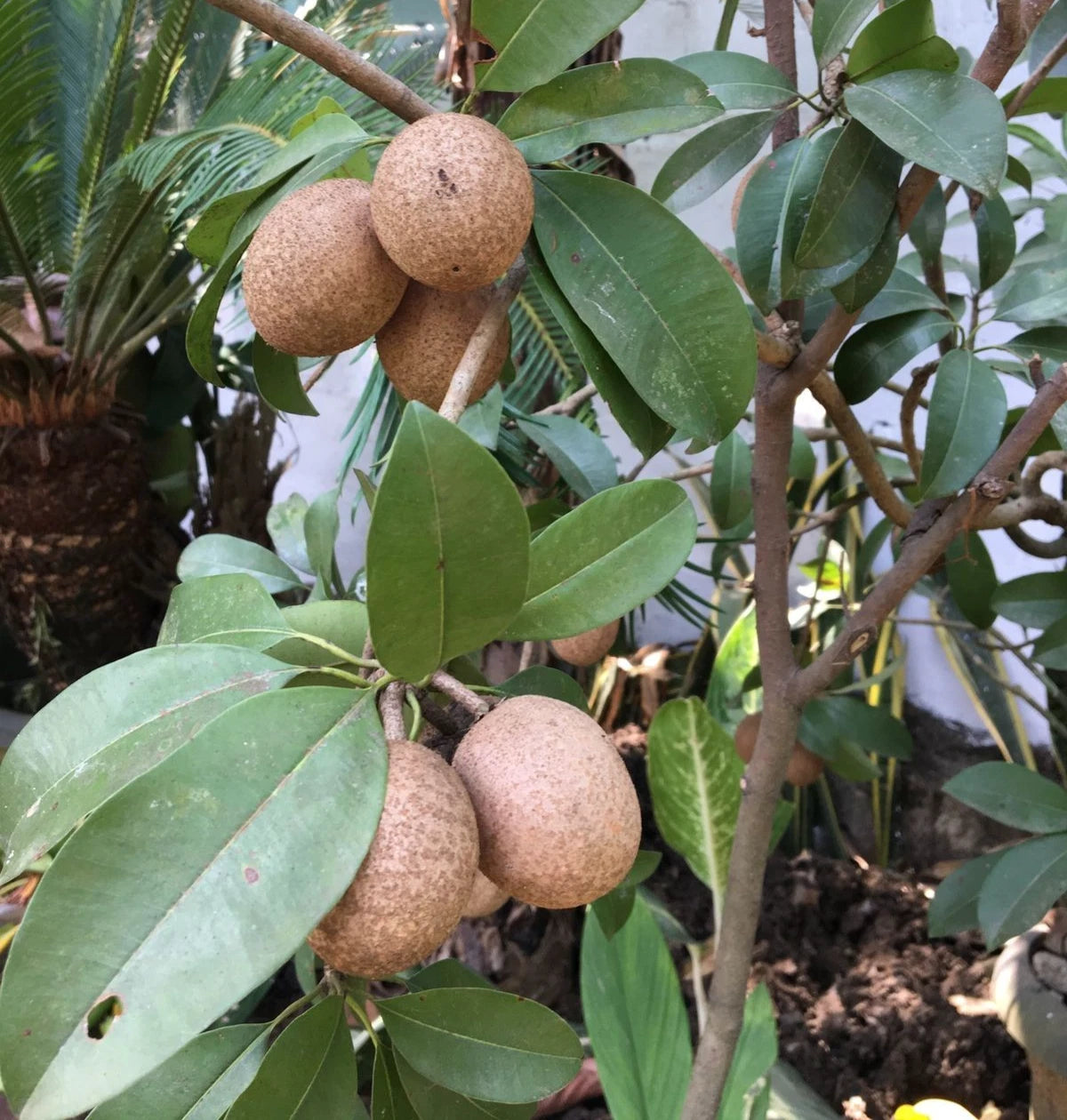 Pixbae Chico Sapodilla (Manilkara zapota) – 35+ Premium Seeds (Chikoo)