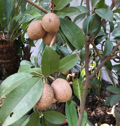 Pixbae Chico Sapodilla (Manilkara zapota) – 35+ Premium Seeds (Chikoo)