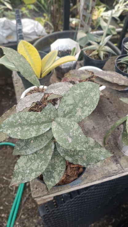 Hoya Undulata Pink Tricolor Silver Splash (Rare Tropical Wax Plant / Exotic Epiphytic Vine) – Premium Rare Epiphyte & Botanical Specimen for Planting