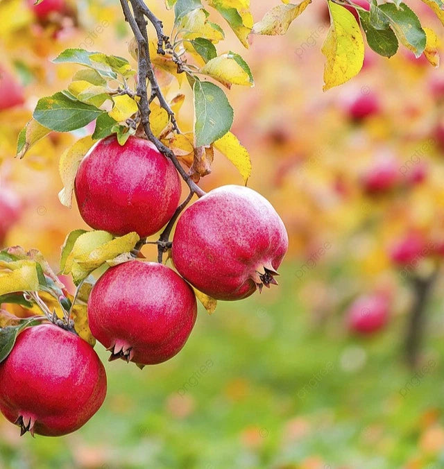 Red Pomegranate Seeds (Punica granatum var. Red Pomegranate) – Classic Ruby-Red Sweet Fruit Seeds for Planting (100+ Pcs)