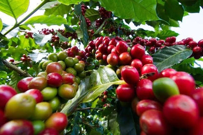 Premium Wolisho Coffee Seeds (Coffea arabica var. Wolisho) – Heirloom Ethiopian Specialty Coffee Bean Seeds for Planting (Batch Seeds)
