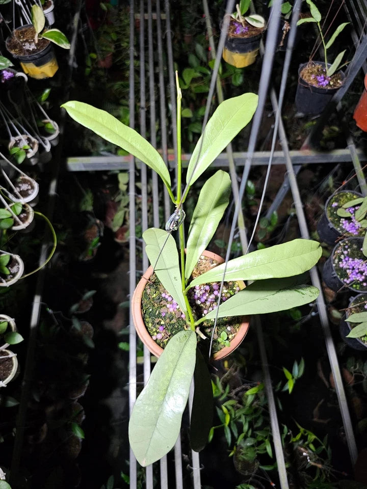 Hoya Griffithii Silver Splash | Ultra Rare Hoya Wax Plant | Tropical Indoor Outdoor Houseplant