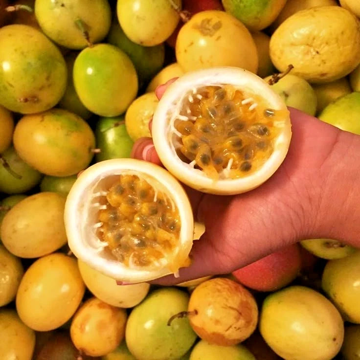 Yellow Passion Fruit (Passiflora edulis f. flavicarpa) – 1,000+ Premium Seeds