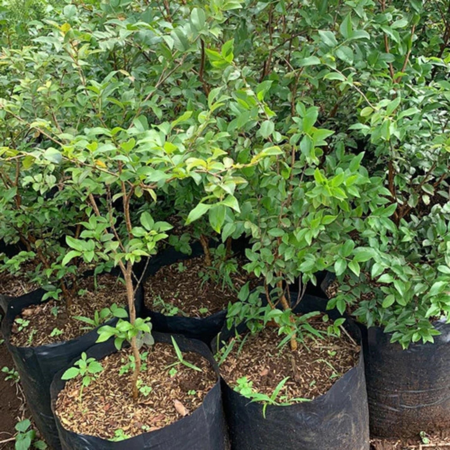 Jaboticaba Preco - Fast-Fruiting Brazilian Grape Tree (Grafted)