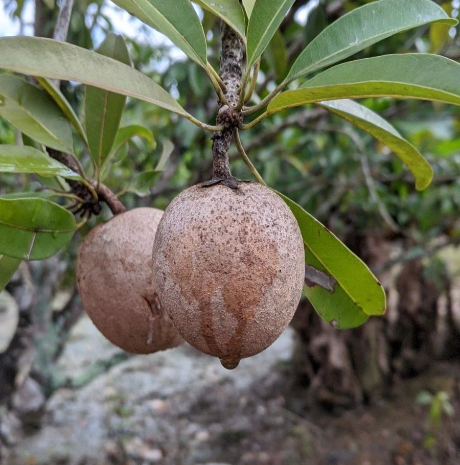 Chikito Dwarf Sapodilla Seeds (Manilkara zapota) – 35+ Premium Chikoo Seeds
