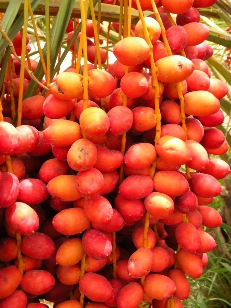 Red Barhi Date Palm Seeds (Phoenix dactylifera) – 35+ Premium Rare Sweet Red Date Seeds