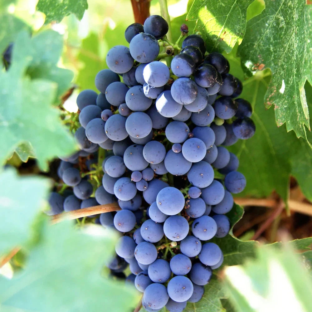 Bangalore Blue Grape Seeds (Vitis vinifera x labrusca hybrid / 100+ Aromatic Blue Table & Wine Grapevine Seeds) – Premium Exotic Botanical Specimen Plant Seeds for Planting