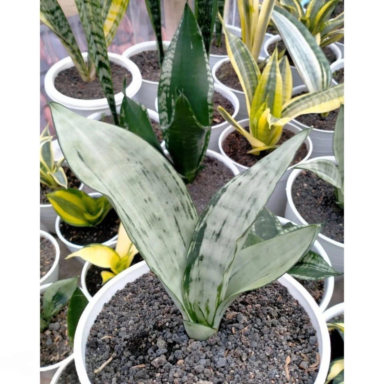 Sansevieria Trifasciata 'Brazilian Moonshine' – Rare Tropical Silver-Green Snake Plant Specimen (Dracaena trifasciata)