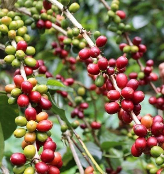 Geisha Panama Coffee (Coffea arabica) – 120+ Premium Estate Seeds