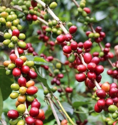 Geisha Panama Coffee (Coffea arabica) – 120+ Premium Estate Seeds