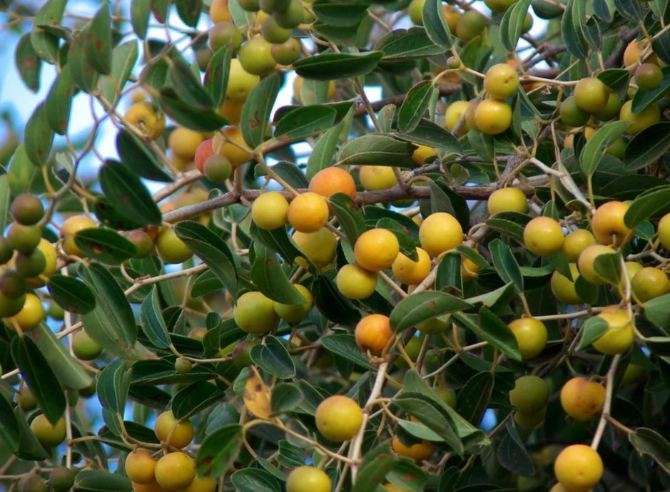 Arabian Jujube Seeds 120+ pcs (Ziziphus spina-christi) – Premium Certified Sidr Fruit Tree Plant Seeds for Planting
