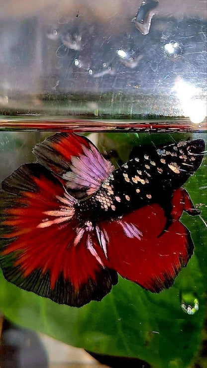 Rare Halfmoon Black Galaxy Avatar Copper Vampire - Premium Import Betta Fish From Indonesia