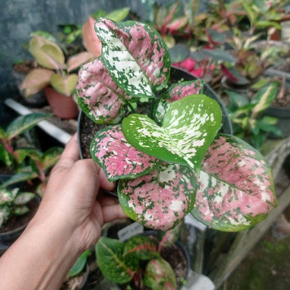 Rare Aglaonema Three Color Live Plant - Premium Tricolor Tropical Houseplant