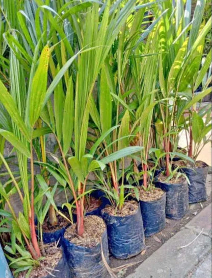 Red Palm Plant (Cyrtostachys Renda) - Stunning Lipstick Palm Tropical Houseplant