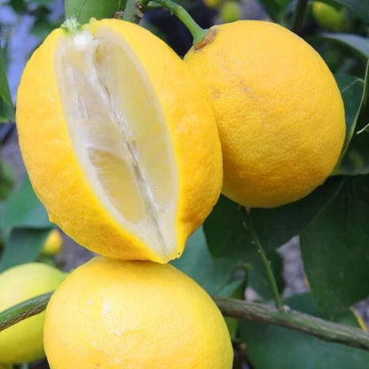 100++ Lisbon Lemon Seeds (Citrus limon var. Lisbon) – Premium Quality