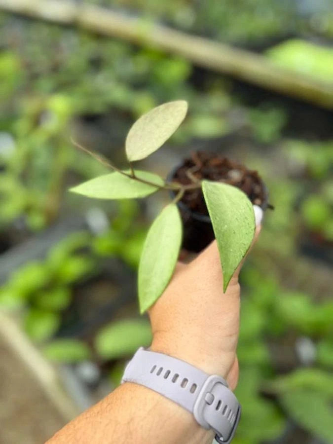 Hoya Snow Cui Silver Rare Tropical Indoor Outdoor Wax Plant Seeds / Cutting – Premium Certified Exotic Epiphytic Vine for Planting