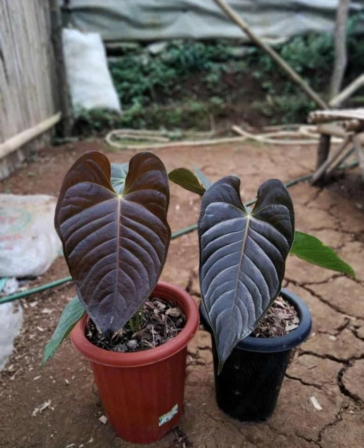 Anthurium Chamberlainii | Rare Anthurium Tropical Plant | Collector Aroid
