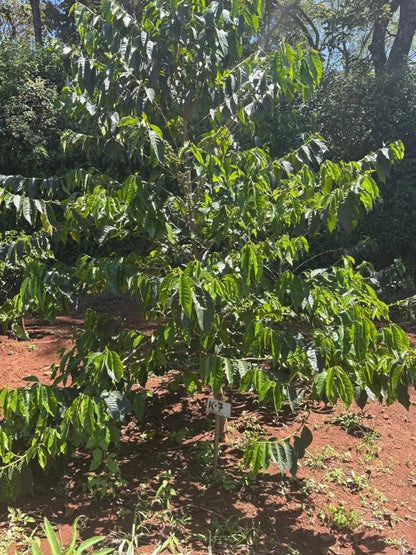 K7 Coffee Seeds (Coffea arabica var. K7) – Premium Certified Drought-Tolerant Kenyan Specialty Coffee Bean Seeds for Planting (120+ Pcs)