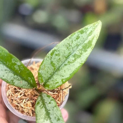 Hoya Buntokensis Silver Rare Wax Plant | Tropical Indoor Outdoor Hoya | Exotic Collector Houseplant