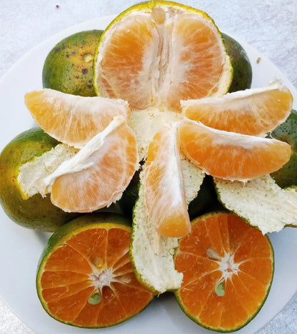Siam Orange Seeds (Citrus sinensis) – Premium Certified High-Yield Sweet Citrus Fruit Tree Seeds for Planting (100 Pcs)