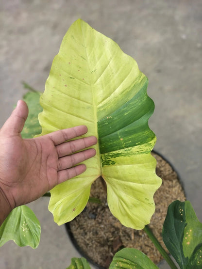 Philodendron Jungle Fever Variegated Real Picture Big Size House Plant – Premium Certified Rare Variegated Specimen for Planting