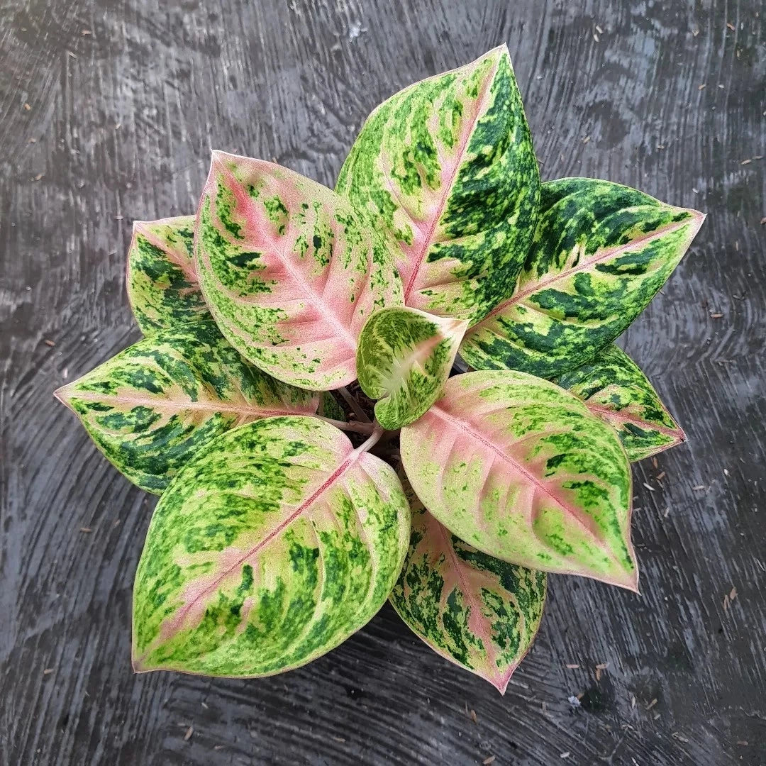 Aglaonema 'Golden Anara' - Radiant & Unique Tropical Houseplant
