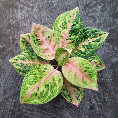 Aglaonema 'Golden Anara' - Radiant & Unique Tropical Houseplant